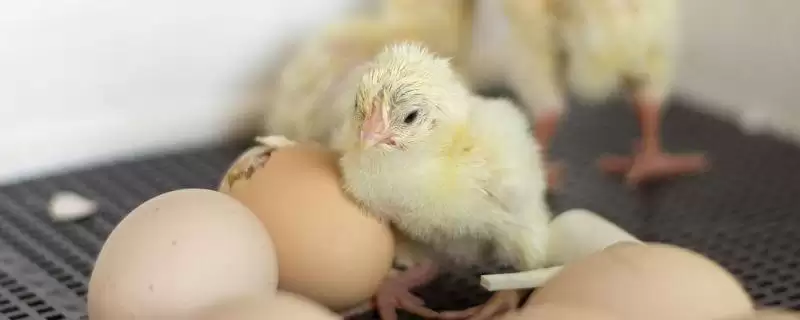 孵化小鸡所需时间 ,孵化小鸡通常需要多长时间插图 孵化小鸡所需时间 ,孵化小鸡通常需要多长时间插图