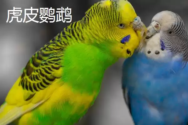 大头和虎皮鹦鹉的区别,大头鹦鹉和虎皮鹦鹉有哪些区别插图2 大头和虎皮鹦鹉的区别,大头鹦鹉和虎皮鹦鹉有哪些区别插图2