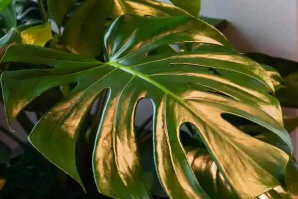 龟背竹叶子卷起来是为啥,龟背竹叶子卷因光照过强或温度偏低吗插图3