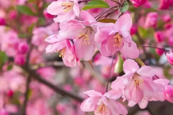 海棠花的花语有什么寓意呢,海棠花寓意离愁、苦恋之情等是其花语吗插图2 海棠花的花语有什么寓意呢,海棠花寓意离愁、苦恋之情等是其花语吗插图2