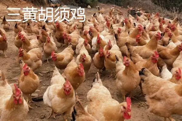 广东省四会市的特产是什么,四会玉器是广东省四会市闻名特产吗插图7 广东省四会市的特产是什么,四会玉器是广东省四会市闻名特产吗插图7