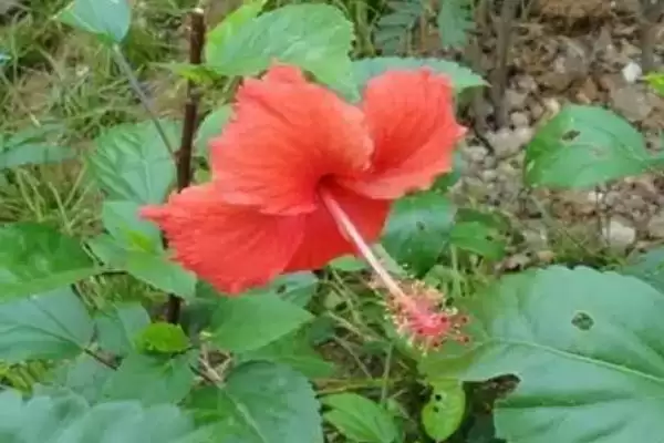 扶桑花品种类型 ,扶桑花常见的品种有哪些种类插图3 扶桑花品种类型 ,扶桑花常见的品种有哪些种类插图3