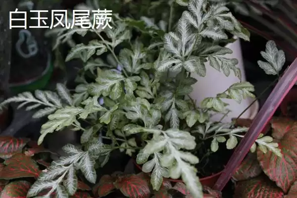 凤尾蕨与黑木蕨差异 ,凤尾蕨和黑木蕨有何区插图9 凤尾蕨与黑木蕨差异 ,凤尾蕨和黑木蕨有何区插图9