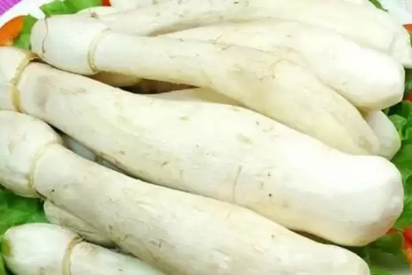 鸡腿菇保存法放冷藏室可以,鸡腿菇怎么保存,这种保存方式好?插图1 鸡腿菇保存法放冷藏室可以,鸡腿菇怎么保存,这种保存方式好?插图1