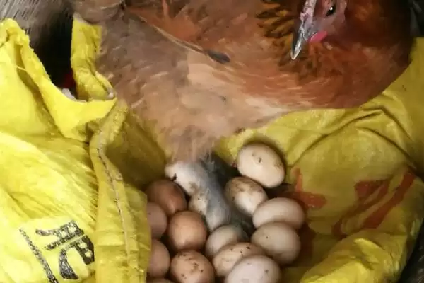 鸡生软壳蛋因缺营养环境应激,鸡为什么生软壳蛋,原因有哪些呢?插图3 鸡生软壳蛋因缺营养环境应激,鸡为什么生软壳蛋,原因有哪些呢?插图3