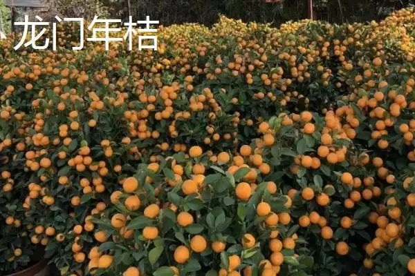 广东省四会市的特产是什么,四会玉器是广东省四会市闻名特产吗插图13 广东省四会市的特产是什么,四会玉器是广东省四会市闻名特产吗插图13