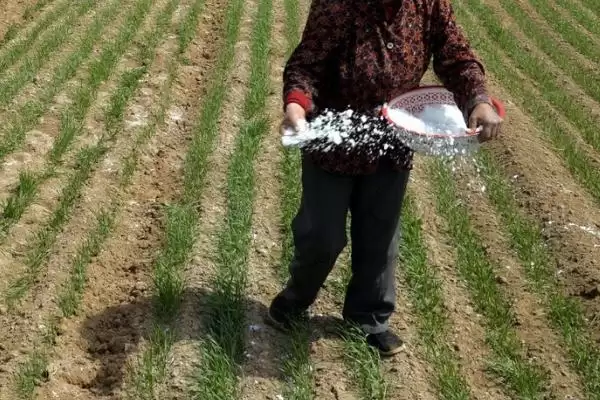 过磷酸钙有几种施用方式呢,过磷酸钙可作基肥等多种方式施用吗插图2 过磷酸钙有几种施用方式呢,过磷酸钙可作基肥等多种方式施用吗插图2