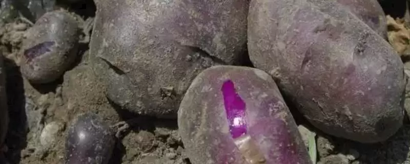 黑土豆是转基因的品种吗,黑土豆并不是转基因土豆这种说法对吗插图 黑土豆是转基因的品种吗,黑土豆并不是转基因土豆这种说法对吗插图