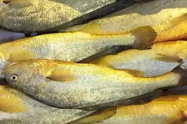 黄花鱼鱼种问真的是海鱼吗,黄花鱼是不是海鱼,判断准确吗?插图2 黄花鱼鱼种问真的是海鱼吗,黄花鱼是不是海鱼,判断准确吗?插图2