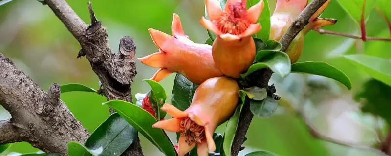 花石榴果石榴形态花期习性咋不同,花石榴和果石榴有什么区别,差异在哪?插图 花石榴果石榴形态花期习性咋不同,花石榴和果石榴有什么区别,差异在哪?插图