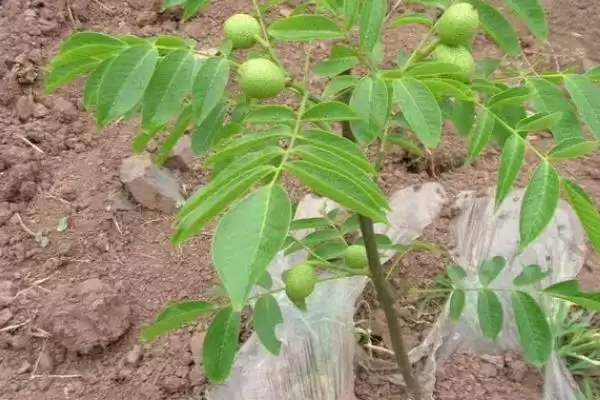 核桃的繁殖方法有哪些呢,核桃可通过播种等方式进行繁殖吗插图2 核桃的繁殖方法有哪些呢,核桃可通过播种等方式进行繁殖吗插图2