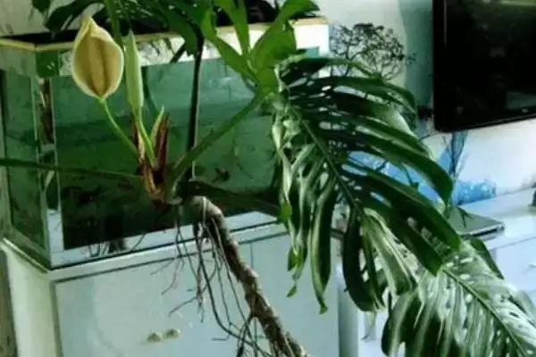 龟背竹有什么作用和功效,龟背竹可观赏、食用、净化空气是真的吗插图3 龟背竹有什么作用和功效,龟背竹可观赏、食用、净化空气是真的吗插图3