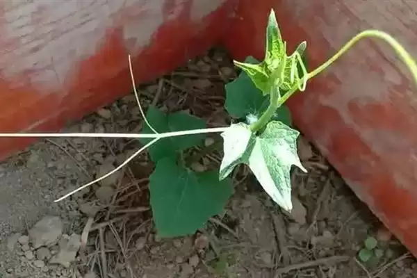 佛手瓜种植方法步骤 ,佛手瓜具体该如何进行种植插图3 佛手瓜种植方法步骤 ,佛手瓜具体该如何进行种植插图3