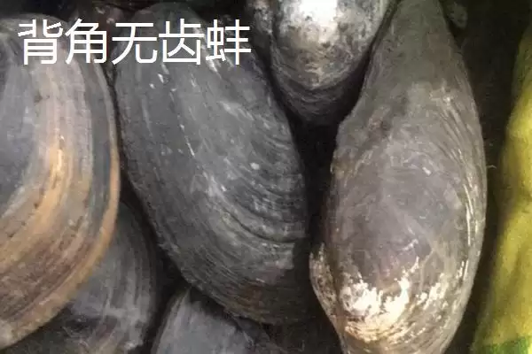 河蚌里面有珍珠这种情况吗,河蚌并不是每个里面都有珍珠是真的吗插图5 河蚌里面有珍珠这种情况吗,河蚌并不是每个里面都有珍珠是真的吗插图5
