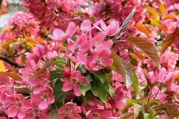 海棠花开花时间在何时呢,海棠花不同品种的花期时间有所不同吗插图1 海棠花开花时间在何时呢,海棠花不同品种的花期时间有所不同吗插图1