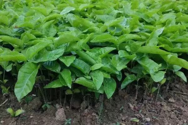 黄皮果育苗法直播撒播咋选,黄皮果的育苗技术,两种播种方式咋选?插图1 黄皮果育苗法直播撒播咋选,黄皮果的育苗技术,两种播种方式咋选?插图1