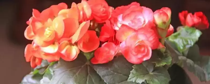 花卉盆栽推荐5种好养好看的是啥,花卉盆栽推荐,哪5种好养又好看呢?插图 花卉盆栽推荐5种好养好看的是啥,花卉盆栽推荐,哪5种好养又好看呢?插图