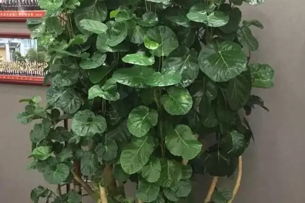 福禄桐花语含义寓意 ,福禄桐的花语有什么寓意和象征意插图2 福禄桐花语含义寓意 ,福禄桐的花语有什么寓意和象征意插图2