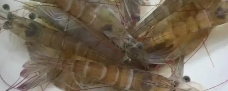 观赏虾如何进行繁殖呢,观赏虾繁殖首先要确保水质良好吗插图 观赏虾如何进行繁殖呢,观赏虾繁殖首先要确保水质良好吗插图
