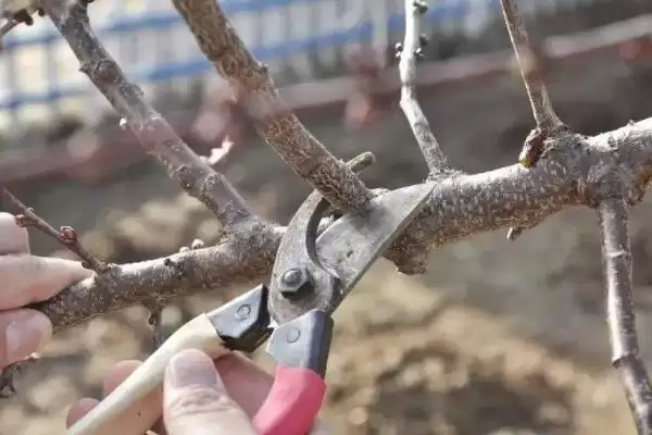 果树修剪后伤口怎么处理好,果树修剪后伤口及时用药防病菌侵入吗插图1 果树修剪后伤口怎么处理好,果树修剪后伤口及时用药防病菌侵入吗插图1