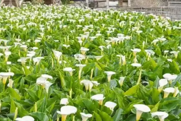 海芋怎么进行繁殖操作呢,海芋常用的繁殖方法为扦插这种方式吗插图4 海芋怎么进行繁殖操作呢,海芋常用的繁殖方法为扦插这种方式吗插图4