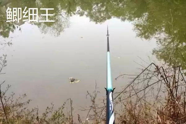 鲫鱼竿十品牌达瓦工艺精湛,鲫鱼竿十大品牌排行,达瓦优势在哪?插图15 鲫鱼竿十品牌达瓦工艺精湛,鲫鱼竿十大品牌排行,达瓦优势在哪?插图15