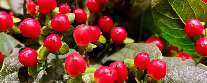 红果金丝桃的花语有啥寓意,红果金丝桃花语寓意娇媚诱惑、迷信等吗插图 红果金丝桃的花语有啥寓意,红果金丝桃花语寓意娇媚诱惑、迷信等吗插图
