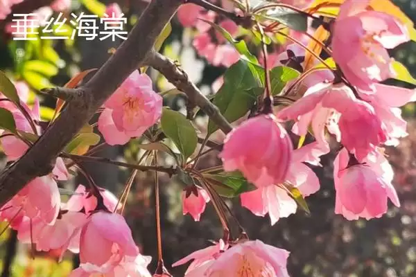 海棠花有没有毒性存在呢,海棠花少数品种具有一定微毒性吗插图4 海棠花有没有毒性存在呢,海棠花少数品种具有一定微毒性吗插图4