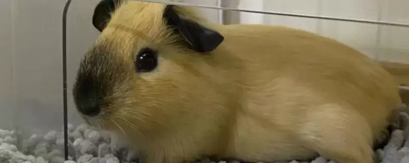 荷兰猪会不会出现咬人情况,荷兰猪在逼急了的情况下也会咬人吗-会东网