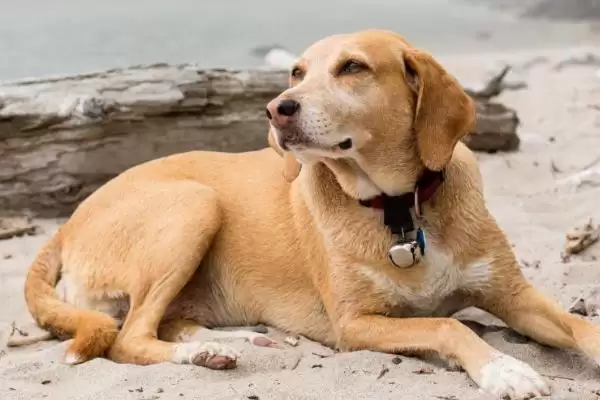 狗一般能存活多长时间,不同品种狗的寿命各不相同吗插图3 狗一般能存活多长时间,不同品种狗的寿命各不相同吗插图3