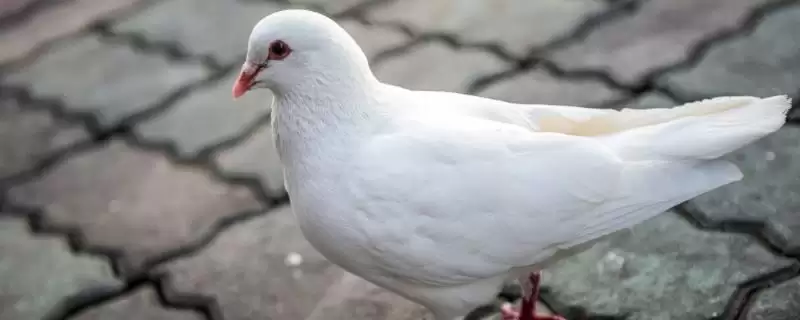 鸽子耳朵存在情况问题 ,鸽子有没有耳朵,听力如何插图 鸽子耳朵存在情况问题 ,鸽子有没有耳朵,听力如何插图