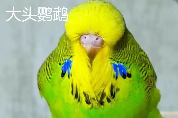 大头和虎皮鹦鹉的区别,大头鹦鹉和虎皮鹦鹉有哪些区别插图1 大头和虎皮鹦鹉的区别,大头鹦鹉和虎皮鹦鹉有哪些区别插图1