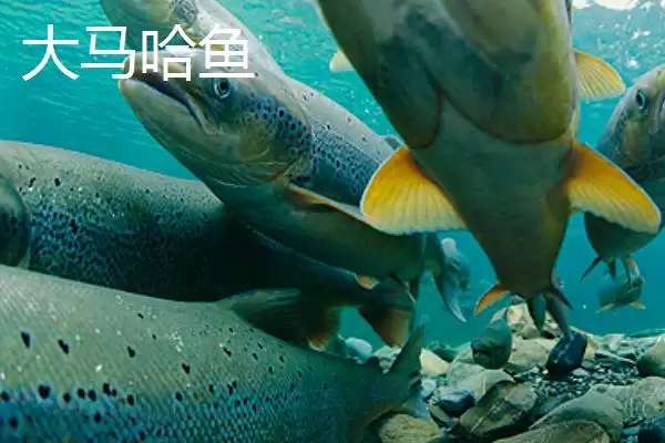 黑龙江佳木斯市的特产有哪些,黑龙江佳木斯特产有力佳风干肠等种类吗插图7 黑龙江佳木斯市的特产有哪些,黑龙江佳木斯特产有力佳风干肠等种类吗插图7