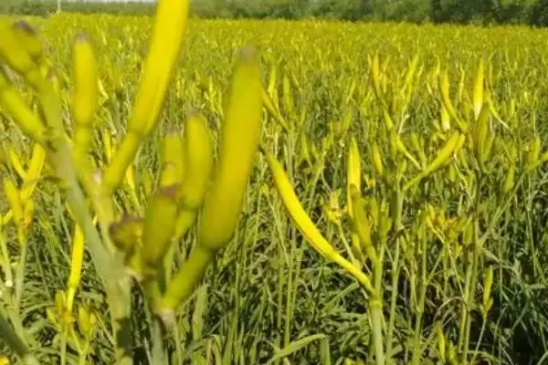黄花菜施肥法基肥用农家肥好,黄花菜高产的施肥方法,基肥选啥好?插图2 黄花菜施肥法基肥用农家肥好,黄花菜高产的施肥方法,基肥选啥好?插图2
