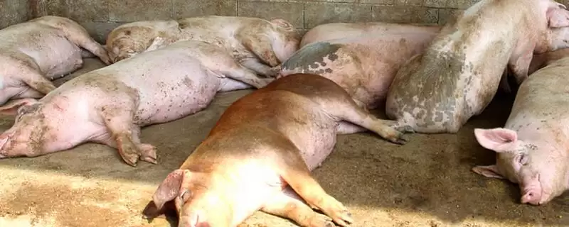 公猪饲养管理方法要点 ,公猪的饲养管理有哪些方法插图 公猪饲养管理方法要点 ,公猪的饲养管理有哪些方法插图