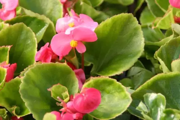 海棠花的花语有什么寓意呢,海棠花寓意离愁、苦恋之情等是其花语吗插图3 海棠花的花语有什么寓意呢,海棠花寓意离愁、苦恋之情等是其花语吗插图3