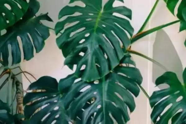 龟背竹有着怎样的简介呢,龟背竹是龟背竹属植物是其简介吗插图4