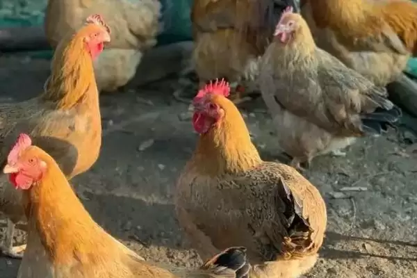 鸡突然死亡因疾病应激猝死,鸡突然死了的原因,是这些因素导致?插图4 鸡突然死亡因疾病应激猝死,鸡突然死了的原因,是这些因素导致?插图4