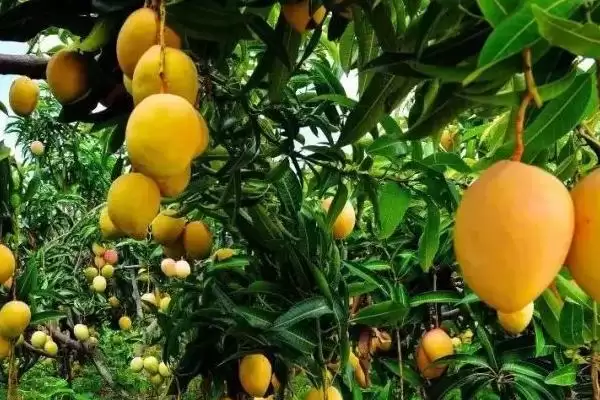 河南种芒果树怎么过冬好呢,河南种芒果树需要在大棚中越冬是真的吗插图2 河南种芒果树怎么过冬好呢,河南种芒果树需要在大棚中越冬是真的吗插图2