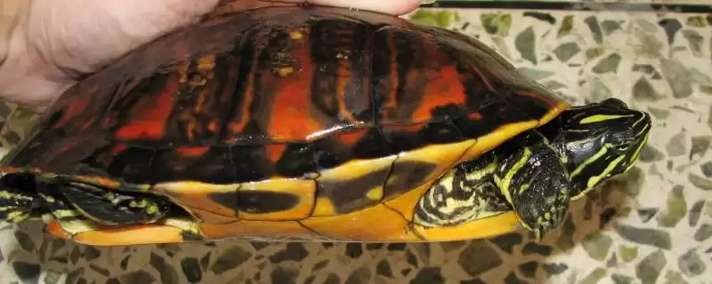 火焰龟生蛋问依体质环境而定,火焰龟养几年才可以生蛋,受什么影响?-会东网