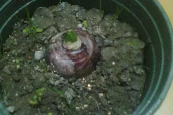 风信子开花养3-5天浇水施肥,风信子开花后的养殖方式,频率合适吗?插图4 风信子开花养3-5天浇水施肥,风信子开花后的养殖方式,频率合适吗?插图4