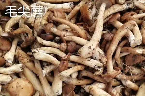 黑龙江的特产主要有哪些呢,黑龙江是“大马哈鱼之乡”还有啥特产呢插图3 黑龙江的特产主要有哪些呢,黑龙江是“大马哈鱼之乡”还有啥特产呢插图3