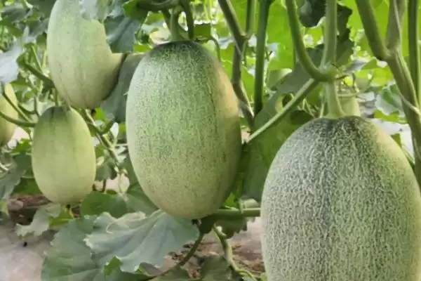 哈密瓜坐果后多久能成熟呢,哈密瓜坐果后一般1-2个月左右成熟吗插图1 哈密瓜坐果后多久能成熟呢,哈密瓜坐果后一般1-2个月左右成熟吗插图1