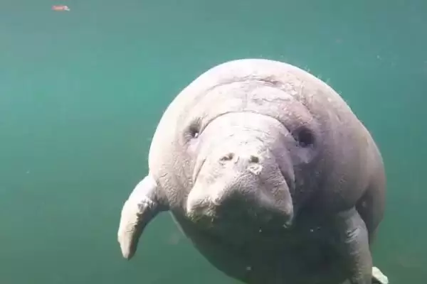 海牛的种类主要有哪些呢,海牛即美洲、亚马逊和非洲海牛这三种吗插图2 海牛的种类主要有哪些呢,海牛即美洲、亚马逊和非洲海牛这三种吗插图2