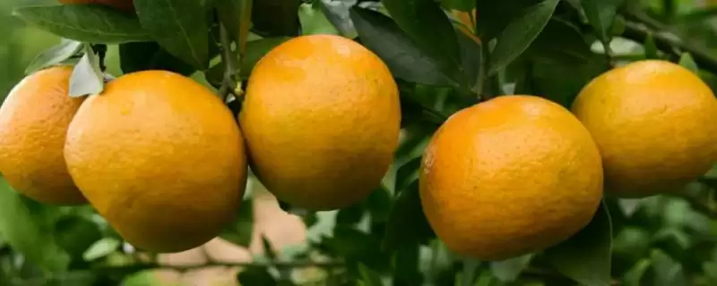 贵妃柑和皇帝柑有何区别,贵妃柑属于晚熟杂柑品种与皇帝柑有别吗插图 贵妃柑和皇帝柑有何区别,贵妃柑属于晚熟杂柑品种与皇帝柑有别吗插图