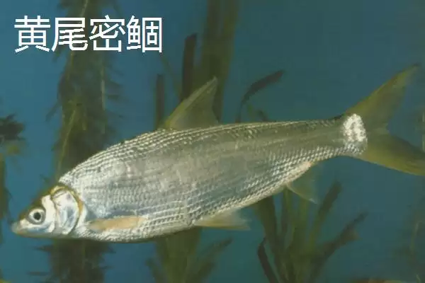 黄尾鱼鱼种问中小型淡水鱼,黄尾鱼是什么鱼,鱼种界定对吗?插图5 黄尾鱼鱼种问中小型淡水鱼,黄尾鱼是什么鱼,鱼种界定对吗?插图5