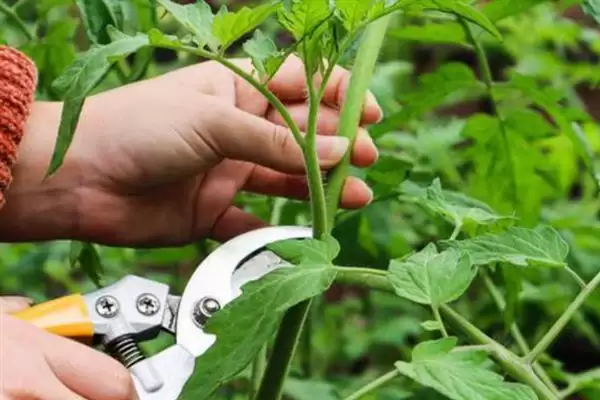 番茄转色不均匀解决,番茄转色不均匀应如何进行解决插图3 番茄转色不均匀解决,番茄转色不均匀应如何进行解决插图3