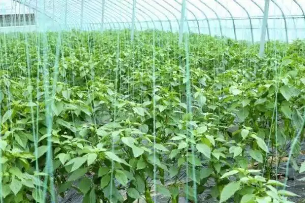 海椒长燕虫如何处理好呢,海椒长燕虫可用黄板或洗衣粉诱杀吗插图3 海椒长燕虫如何处理好呢,海椒长燕虫可用黄板或洗衣粉诱杀吗插图3