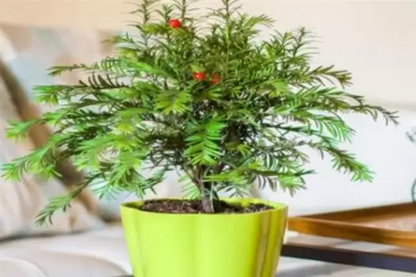 红豆杉叶片发黄是何原因呢,红豆杉叶片发黄因强光、虫害或施肥不当吗插图2 红豆杉叶片发黄是何原因呢,红豆杉叶片发黄因强光、虫害或施肥不当吗插图2