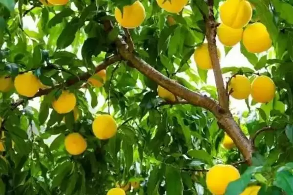 黄桃果园管理薄肥勤施对吗,黄桃的科学果园管理技术,施肥原则对?插图2 黄桃果园管理薄肥勤施对吗,黄桃的科学果园管理技术,施肥原则对?插图2